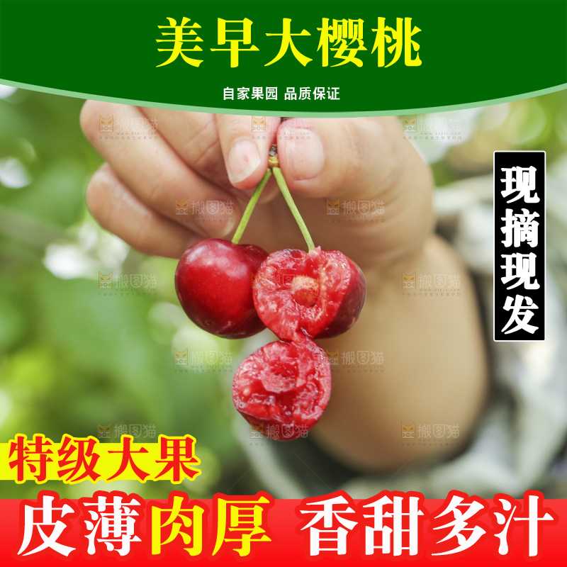 手里拿着新鲜大樱桃