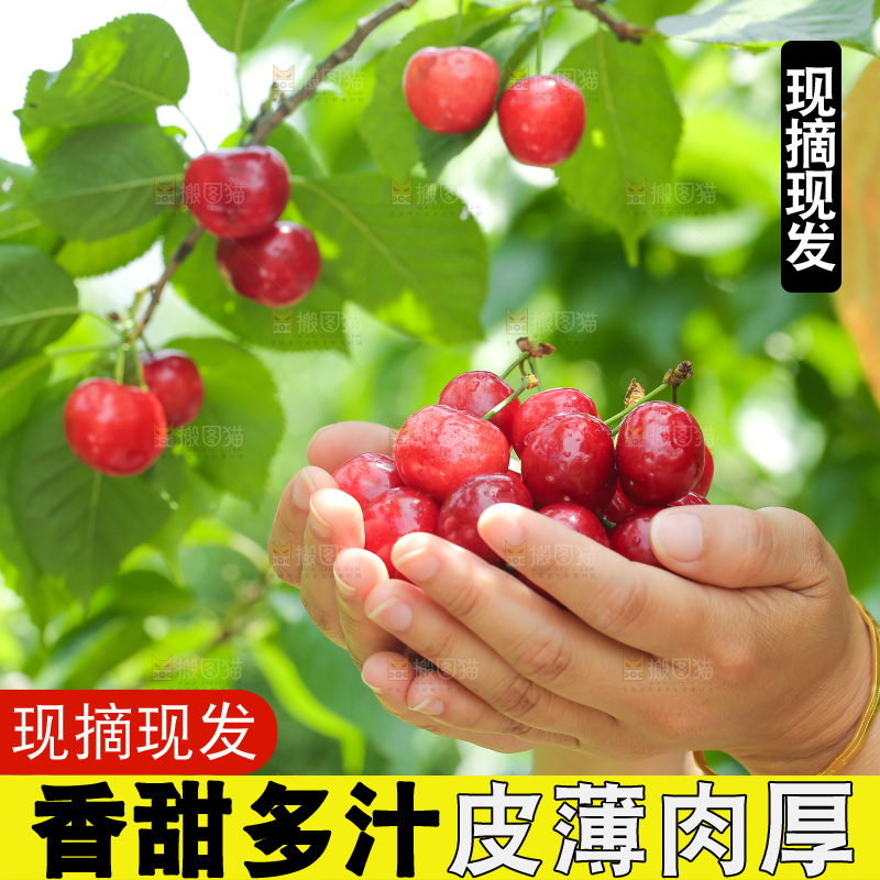 手里拿着新鲜大樱桃