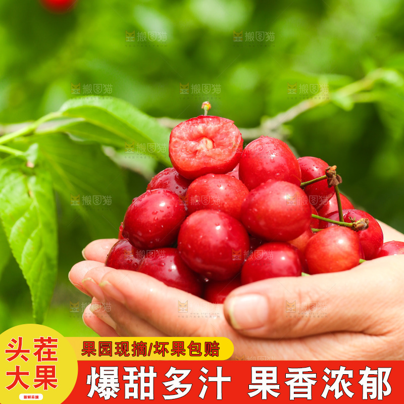 手里拿着新鲜大樱桃