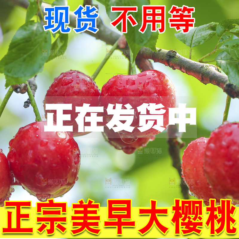 手里拿着新鲜大樱桃