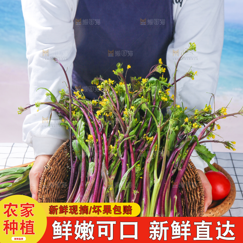 浅底上的红菜苔