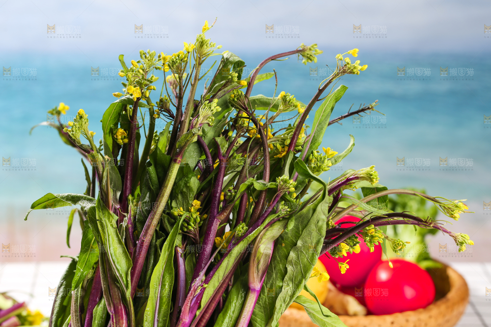 浅底上的红菜苔