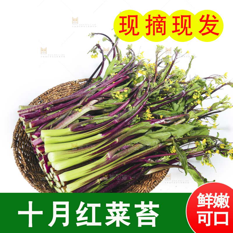 白底上的红菜苔