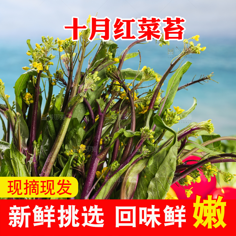 浅底上的红菜苔