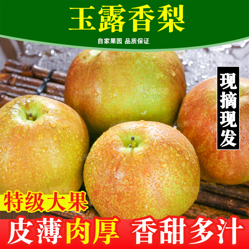 深底上的玉露香梨