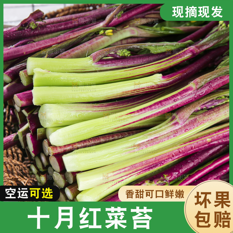 浅底上的红菜苔