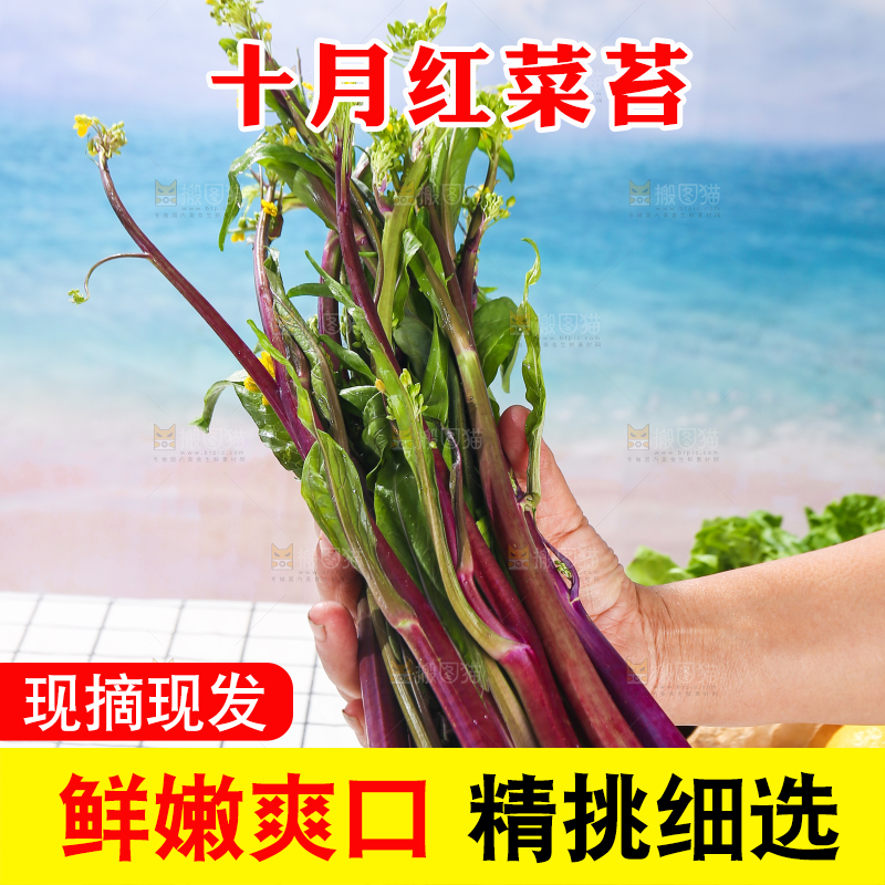 浅底上的红菜苔