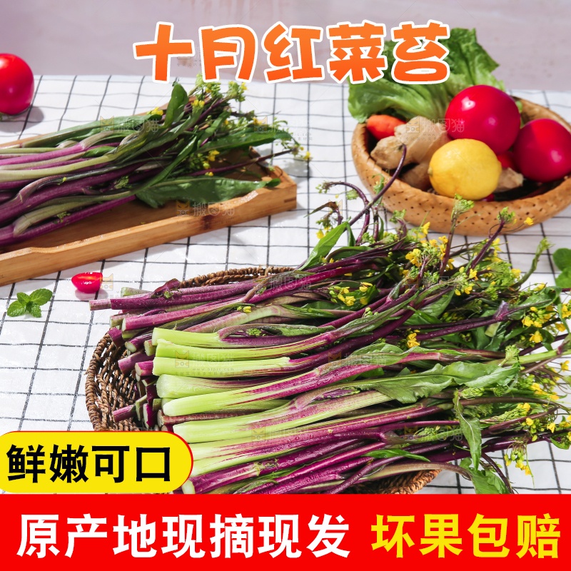 浅底上的红菜苔