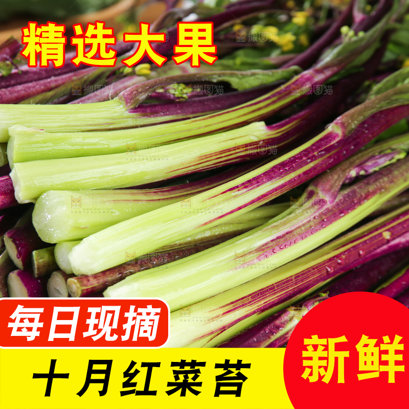 浅底上的红菜苔