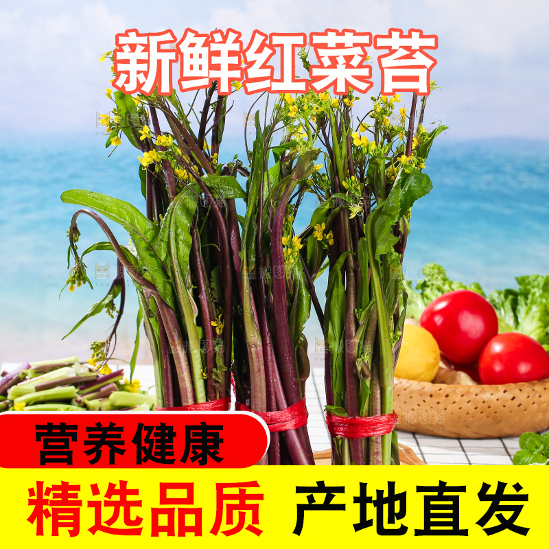 浅底上的红菜苔
