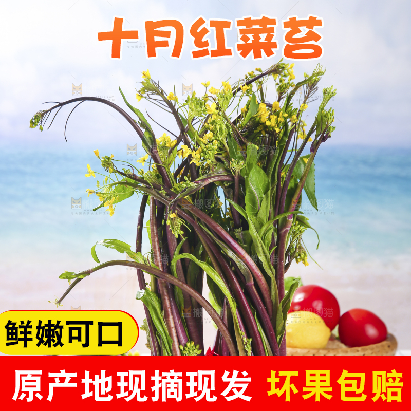 浅底上的红菜苔