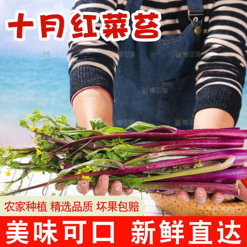 浅底上的红菜苔