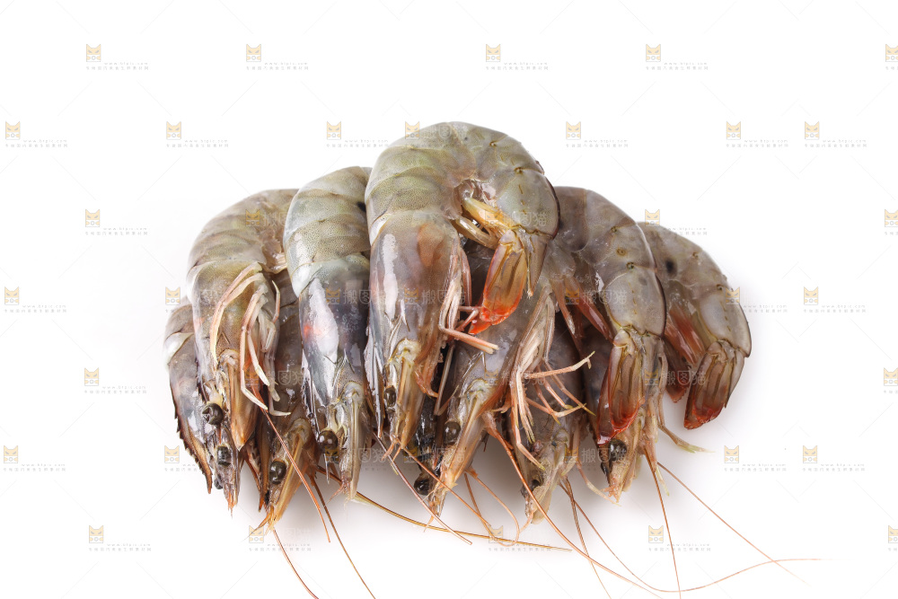 白底上的大虾