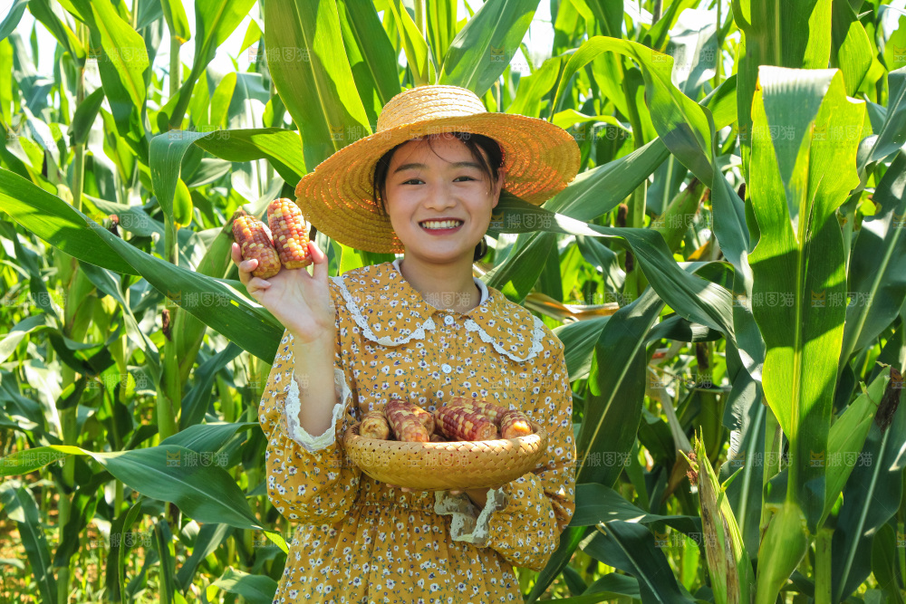 手里拿着小花糯玉米