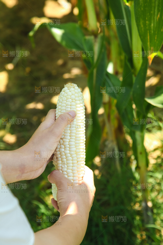 手里拿着牛奶玉米