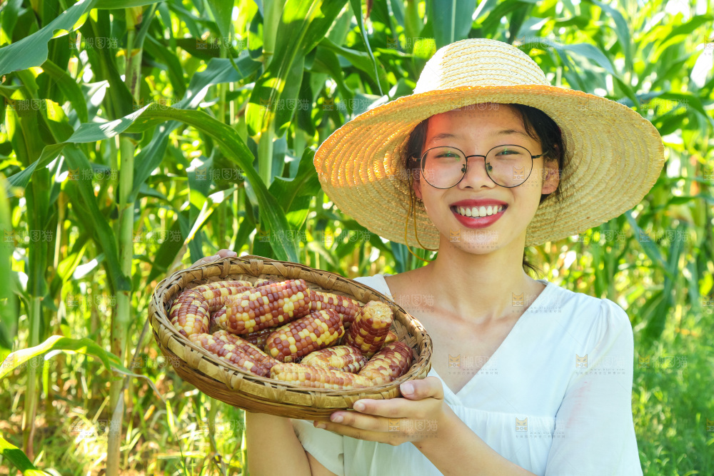 手里拿着小花糯玉米