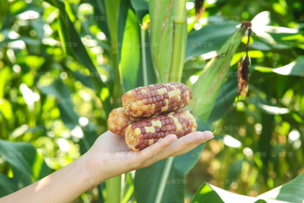 手里拿着小花糯玉米