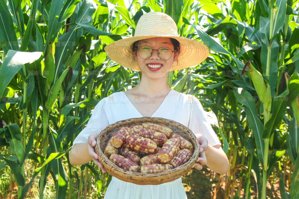 手里拿着小花糯玉米