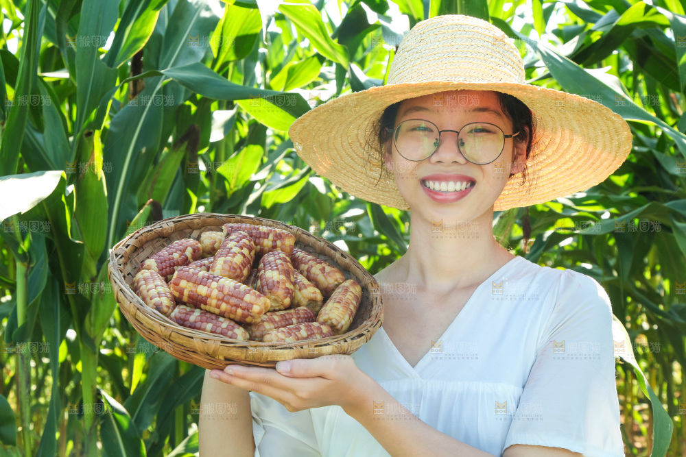 手里拿着小花糯玉米