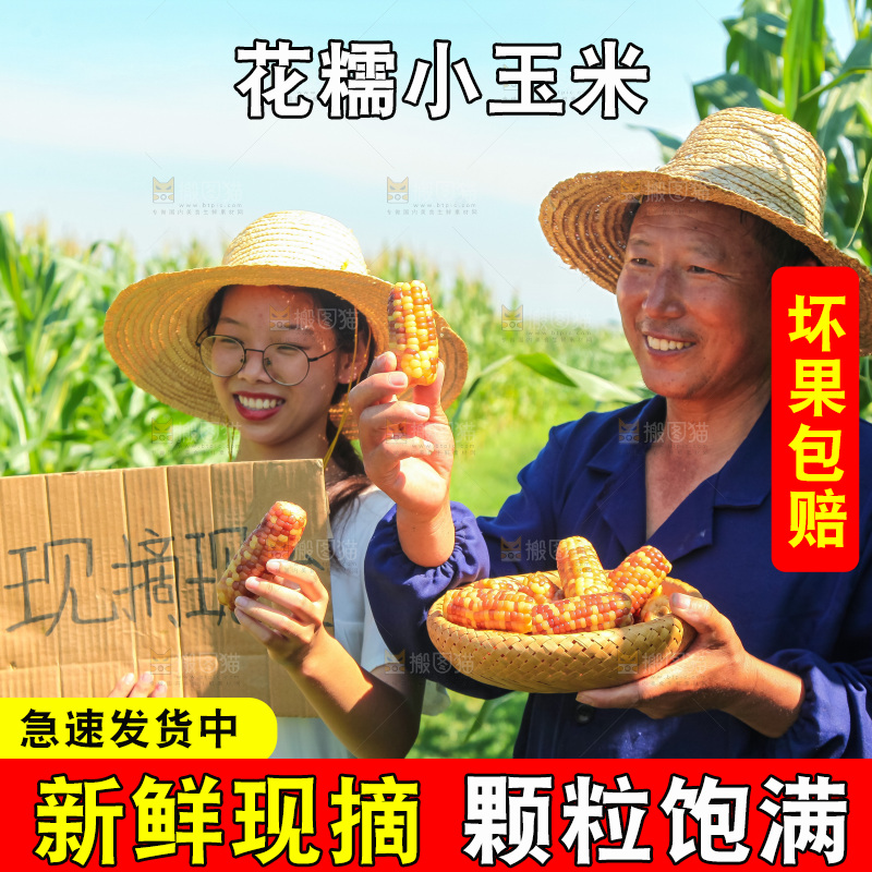 手里拿着小花糯玉米