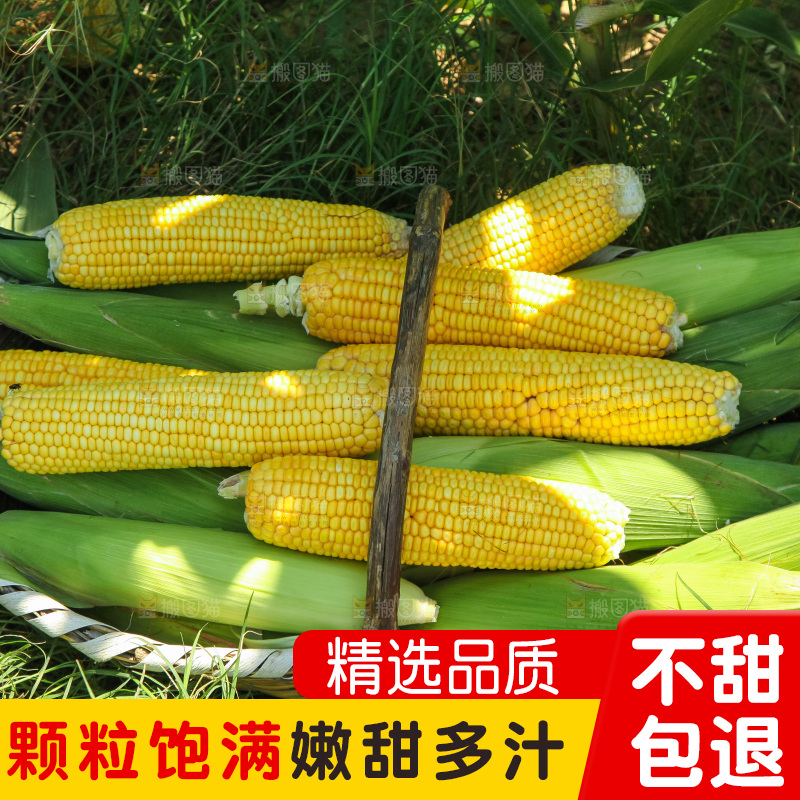 地里的黄玉米