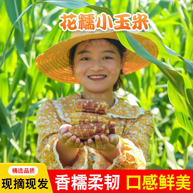 手里拿着小花糯玉米