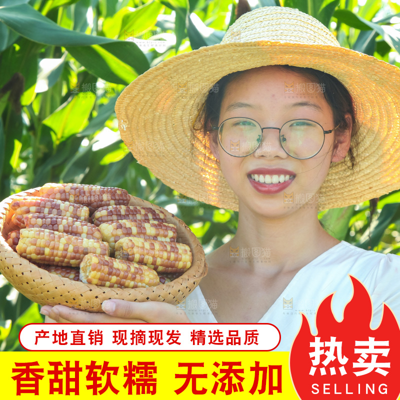 手里拿着小花糯玉米