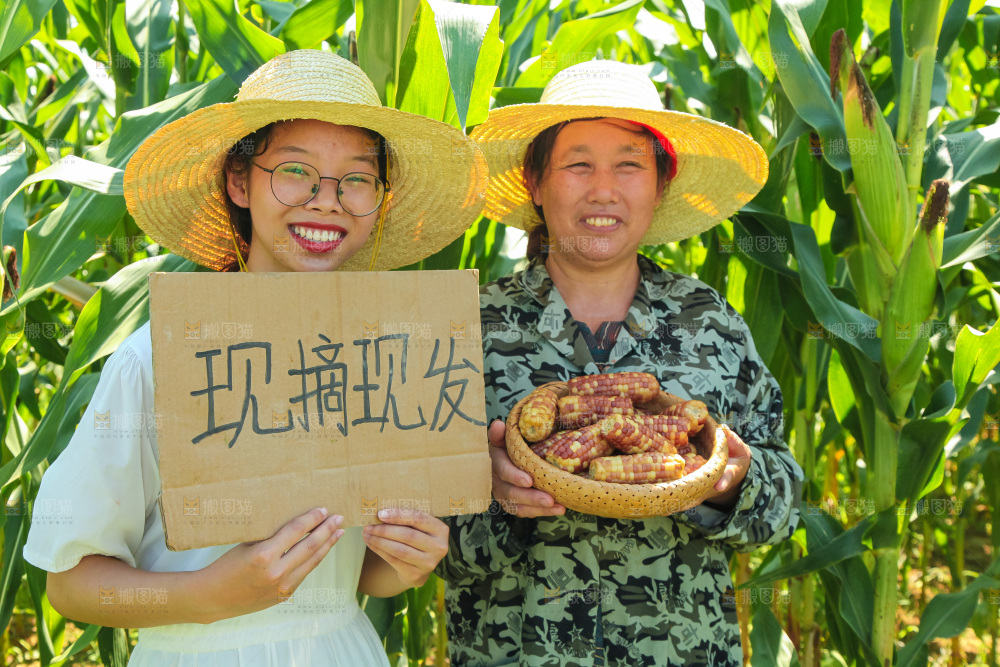 手里拿着小花糯玉米