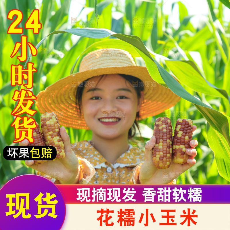 手里拿着小花糯玉米