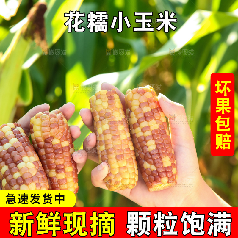 手里拿着小花糯玉米