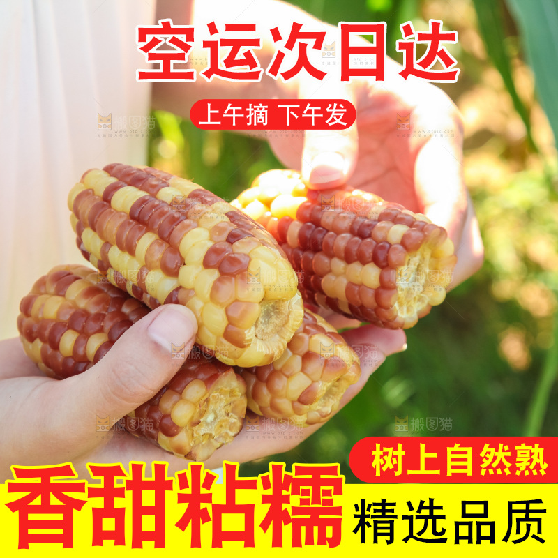 手里拿着小花糯玉米