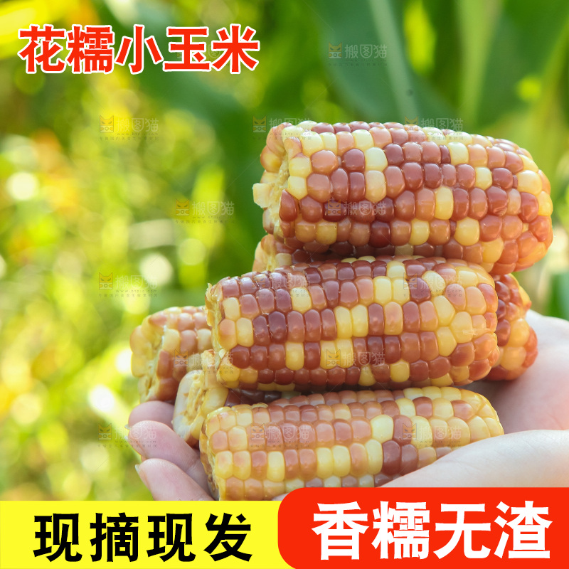 手里拿着小花糯玉米