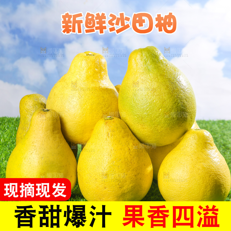 浅底上的沙田柚