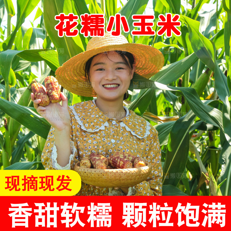 手里拿着小花糯玉米