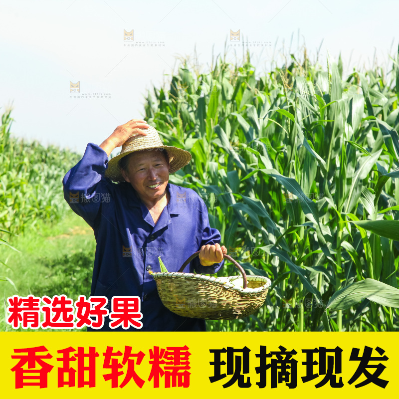 手里拿着小花糯玉米
