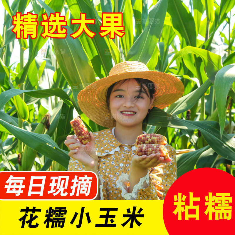 手里拿着小花糯玉米