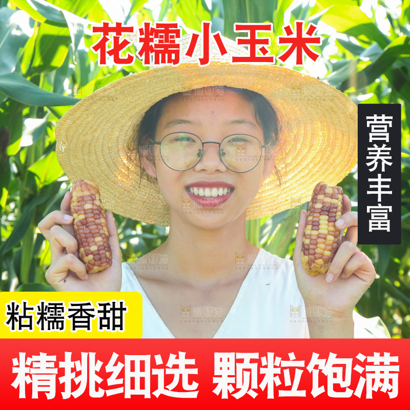 手里拿着小花糯玉米