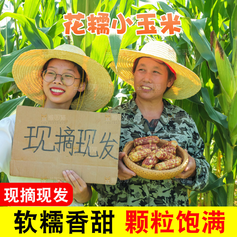 手里拿着小花糯玉米