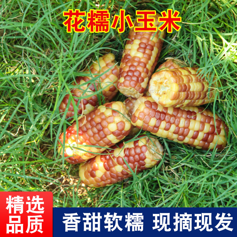 手里拿着小花糯玉米