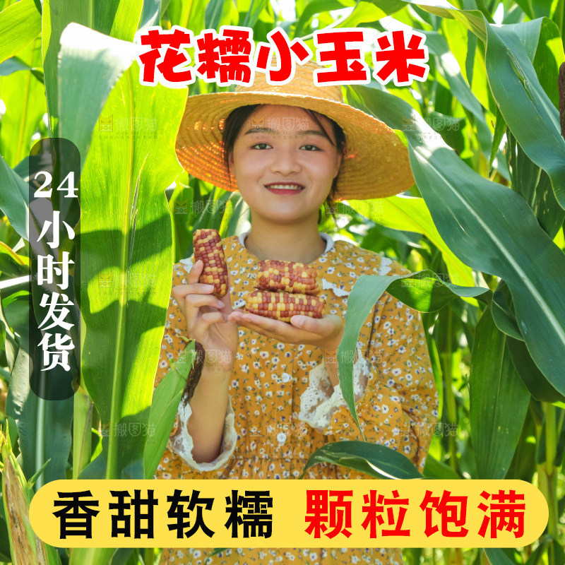 手里拿着小花糯玉米
