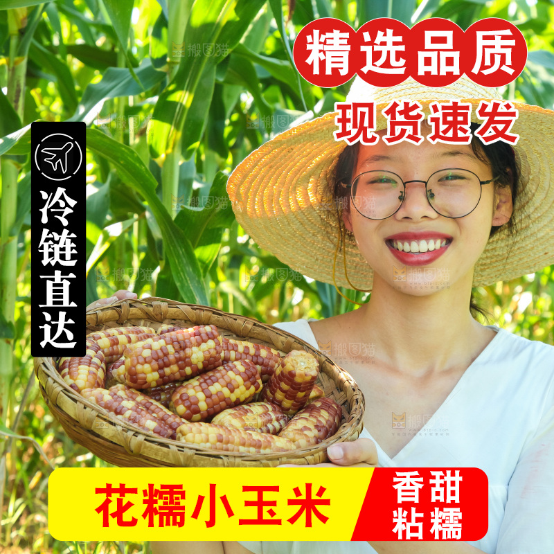 手里拿着小花糯玉米