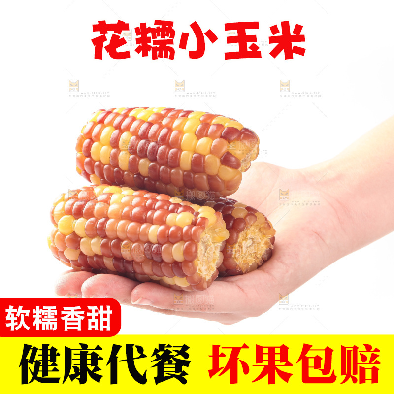 白底上的小花糯玉米