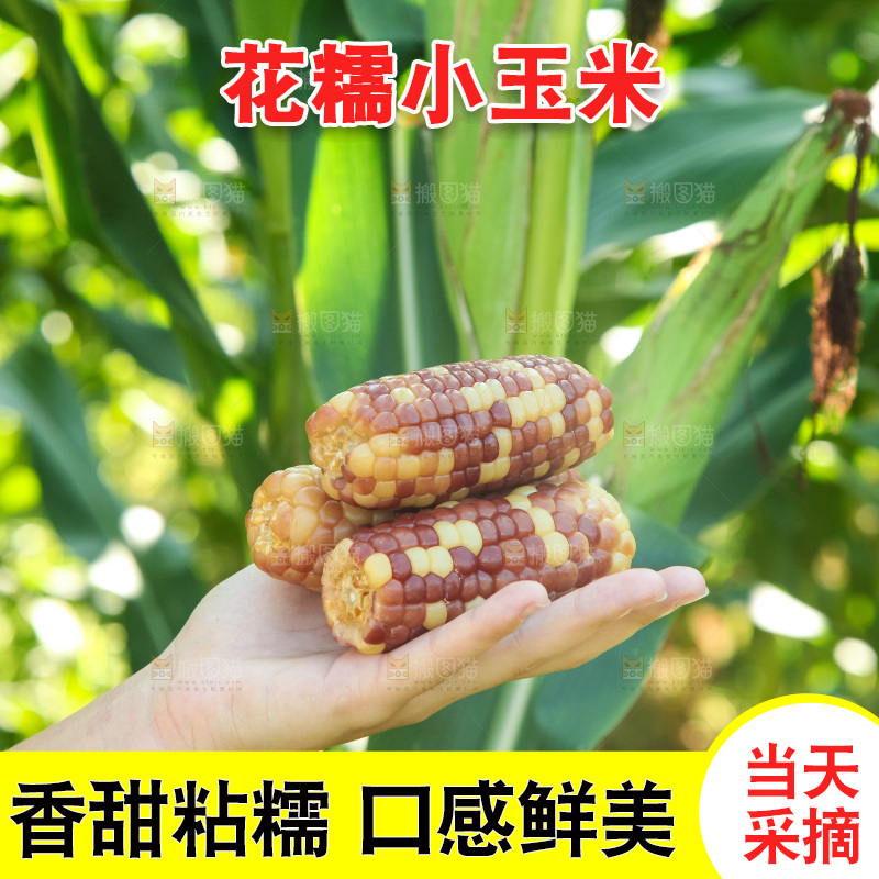 手里拿着小花糯玉米