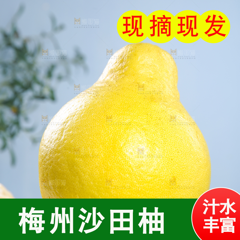 浅底上的沙田柚