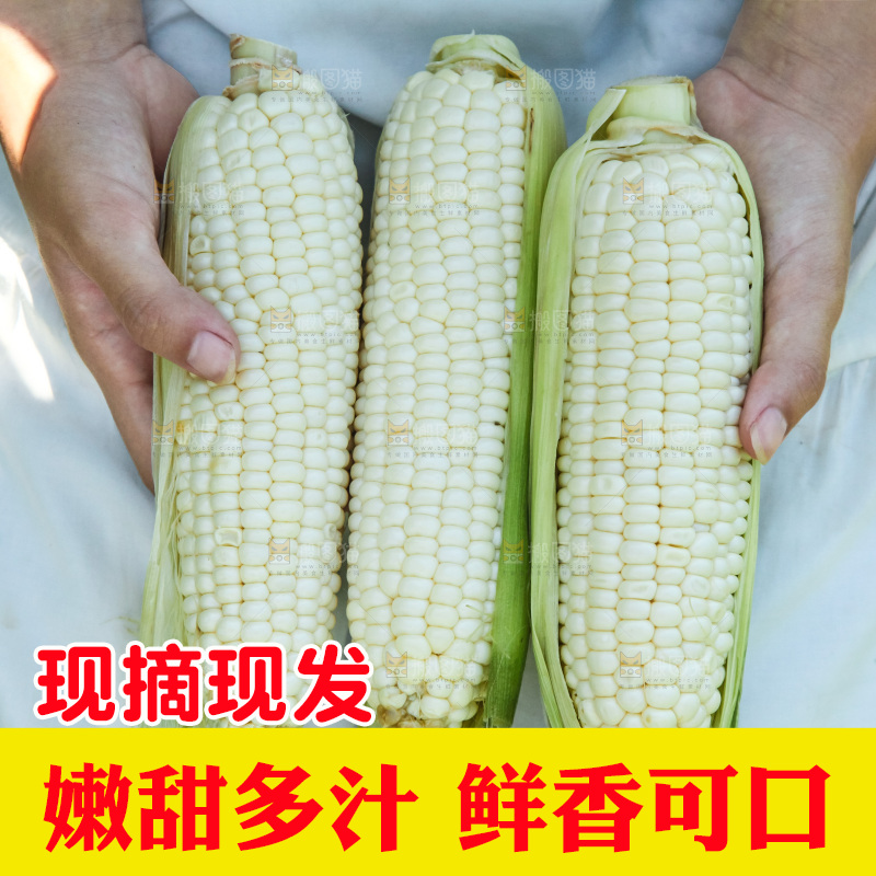 手里拿着牛奶玉米