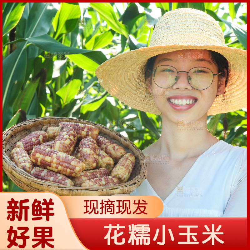 手里拿着小花糯玉米