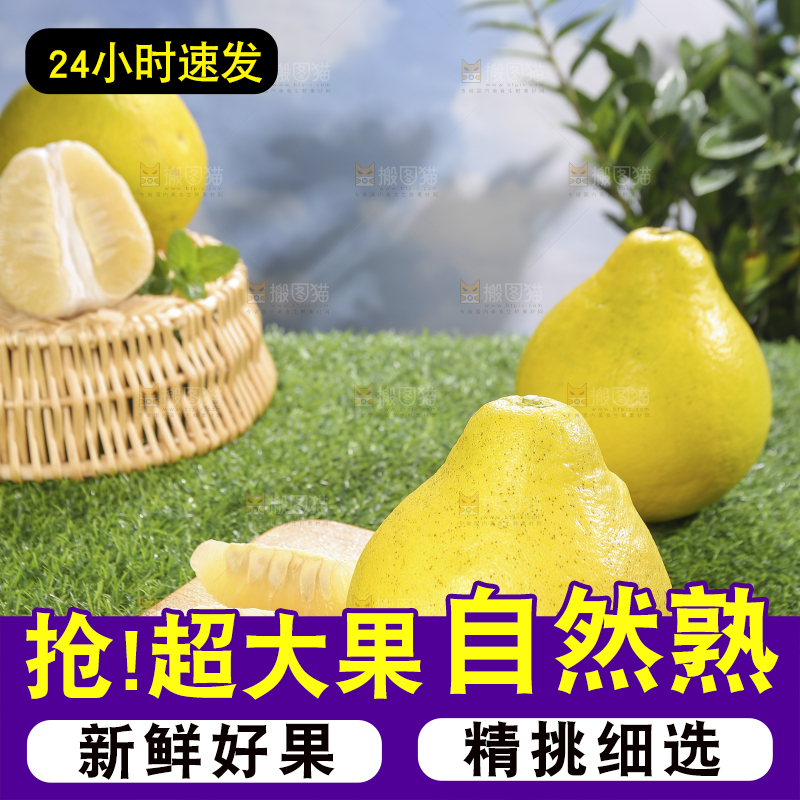 浅底上的沙田柚