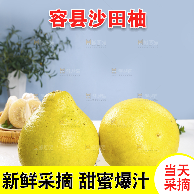 浅底上的沙田柚