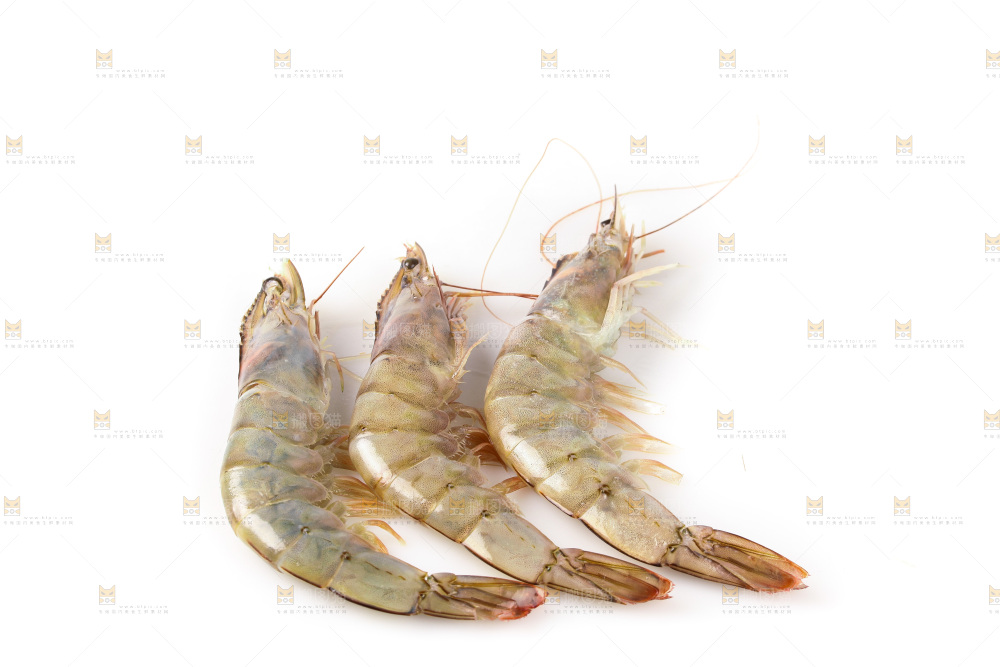 白底上的大虾