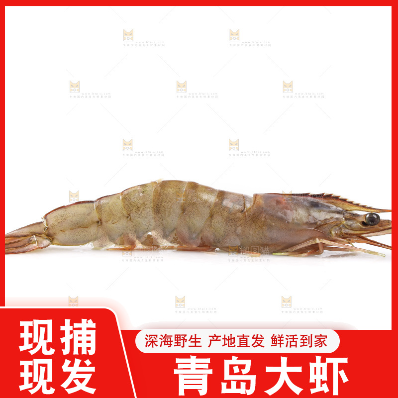 白底上的大虾